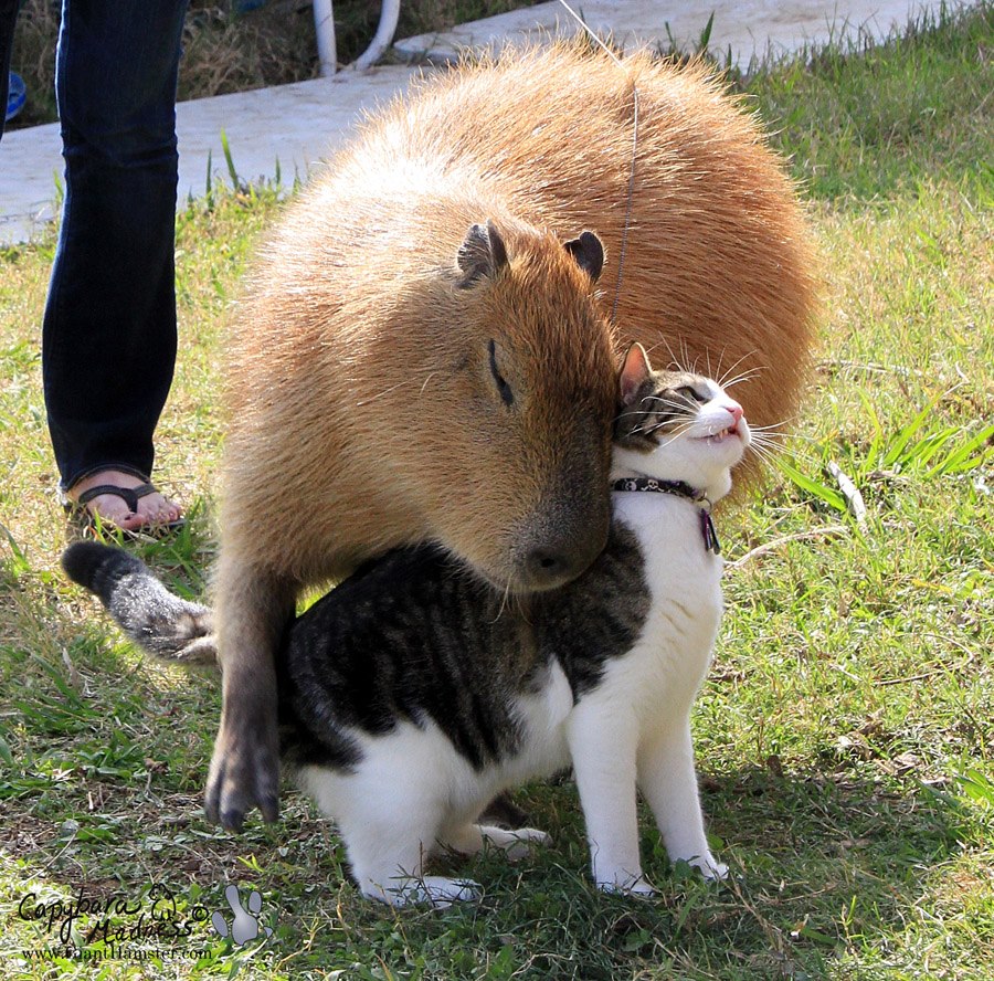 Kapybary a ich ďalší zvierací priatelia