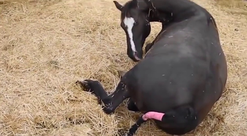 Ako sa rodia zvieratá na farme - pôrod koníka