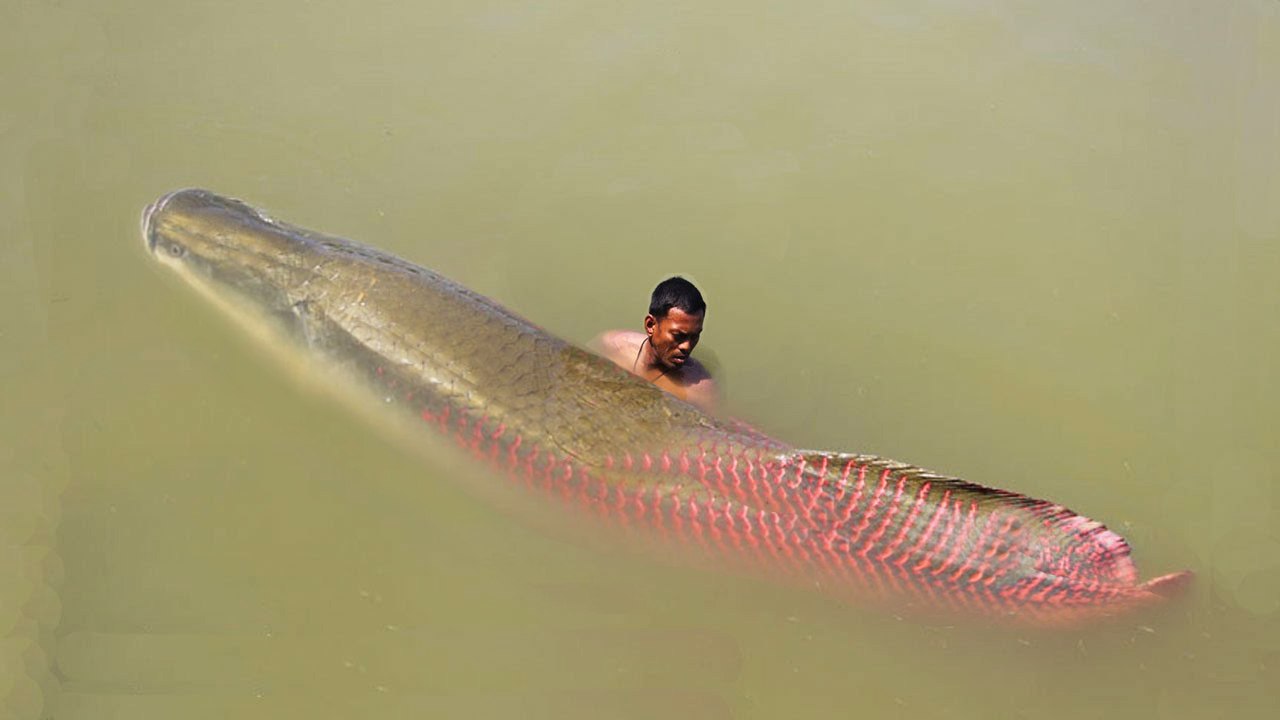 Úžasné tradičné rybárčenie v Kambodži - ako chytiť rybu a vodného hada použitím sieťovej rybej pasce - ďalšie pokračovanie