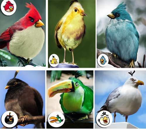 Angry birds v reálnom živote