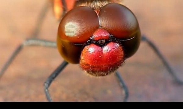 Úžasný záznam očí vážky