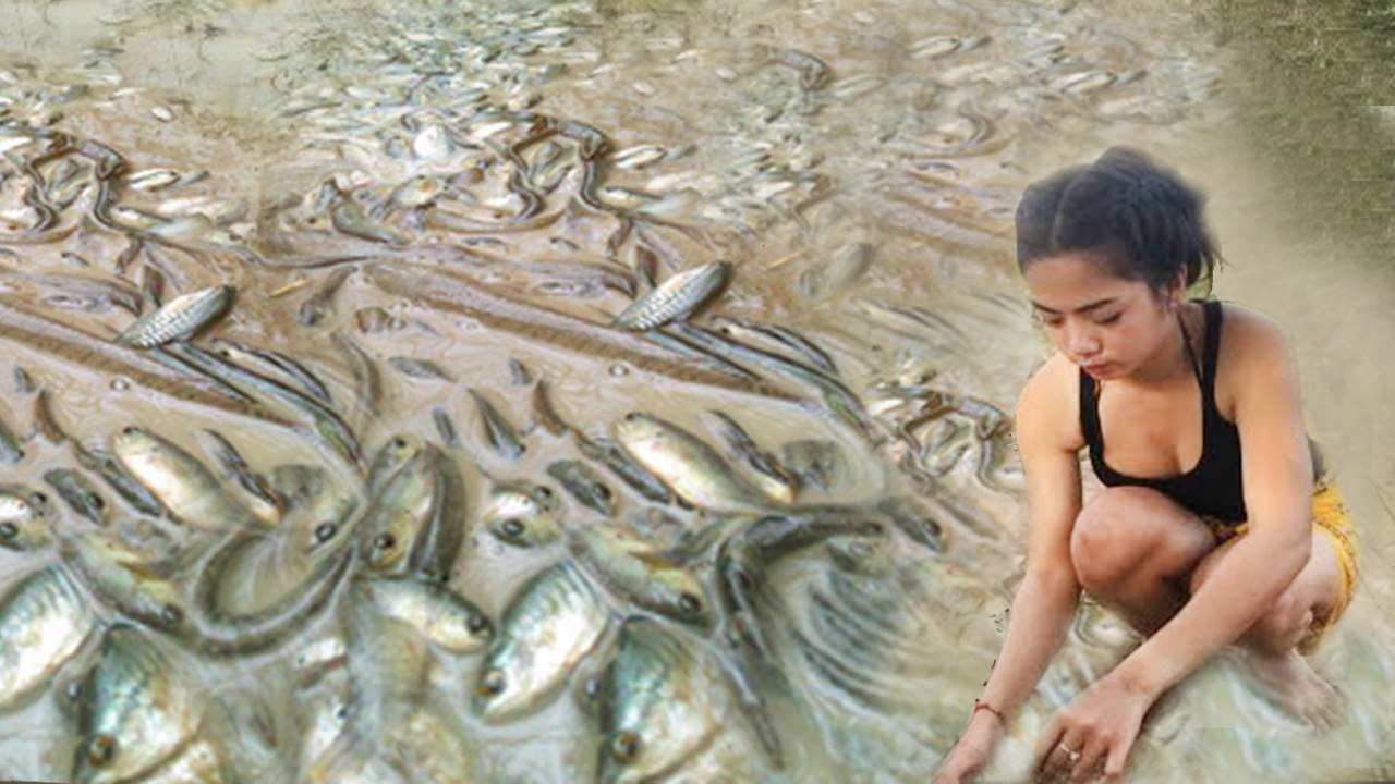 Úžasné tradičné rybárčenie v Kambodži - ako chytiť rybu a vodného hada použitím sieťovej rybej pasce - v podaní pekných dievčat - pokračovanie