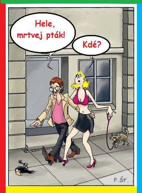 Blondína a mŕtvy vták