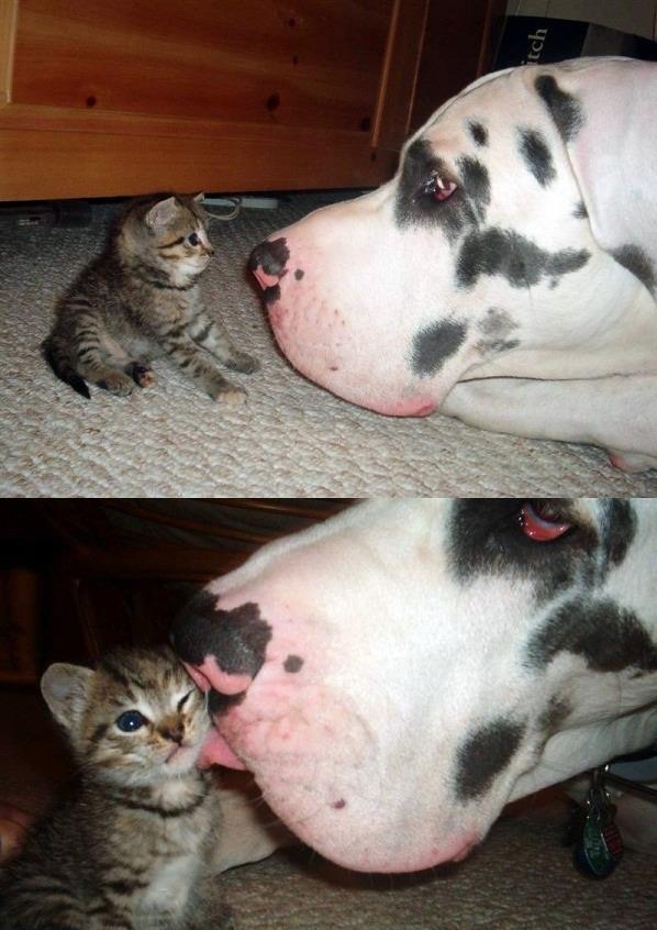 Dalmatínec a malé mačiatko