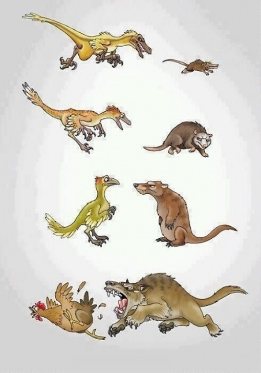 Evolúcia kuriat a myší
