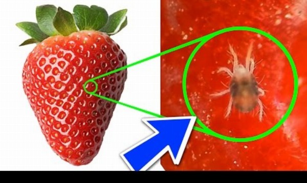 Experiment: Po tomto videu už nikdy nebudete jesť jahody