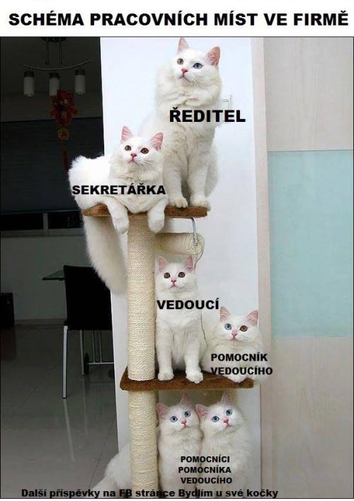 Firemná hierarchia v mačacom prevedení