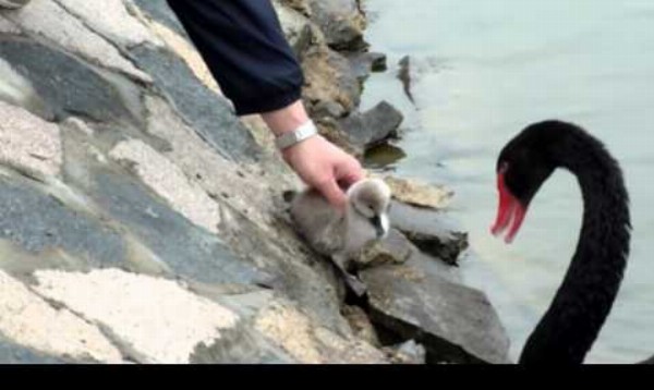 Čierne labutie mláďa sa nechce vrátiť k rodičom
