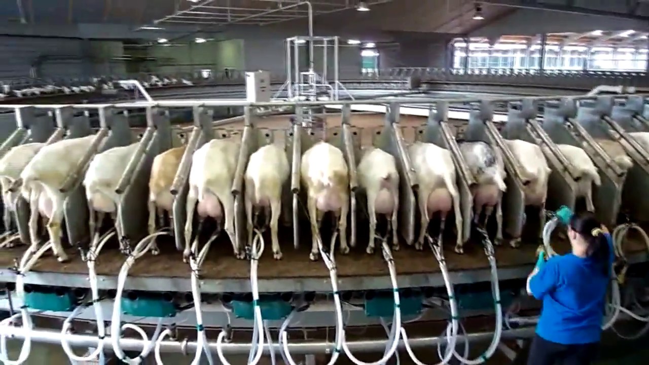 Inteligentná chytrá technológia na farme - automatický stroj na dojenie kravského a kozieho mlieka, kŕmenie, čistenie