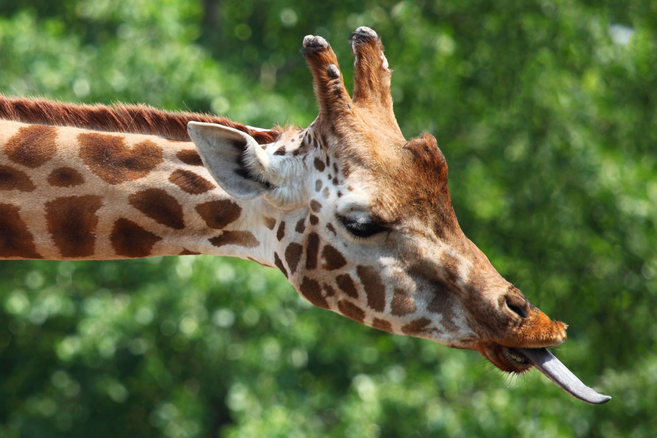 Žirafa a jej jazyk