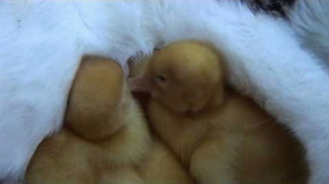 Káčatká a ich adoptívna matka mačka