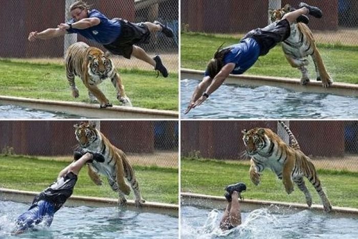 Keď sa snažíte utiecť pred tigrom...
