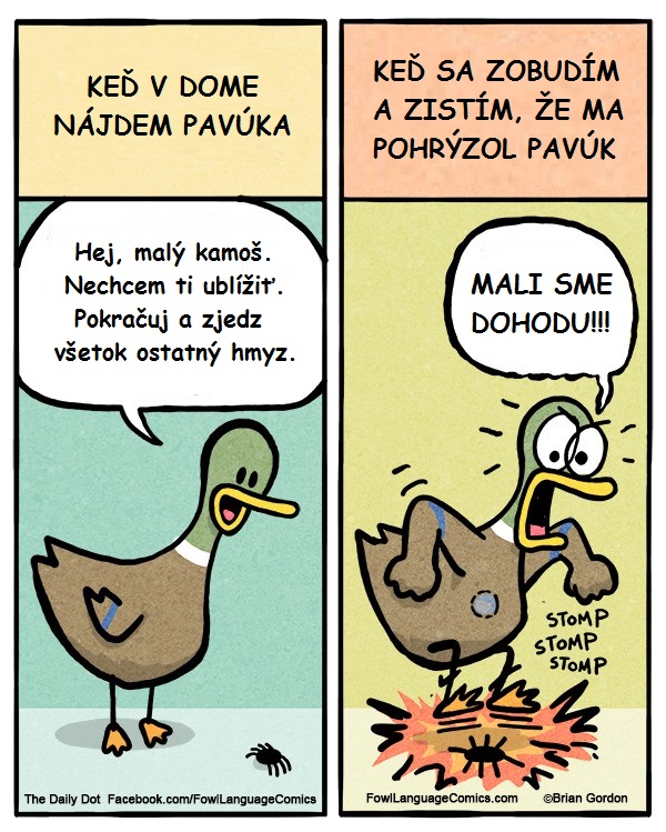 Keď v dome nájdete pavúka