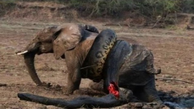 Krutý súboj: Smrteľný útok levov na slona