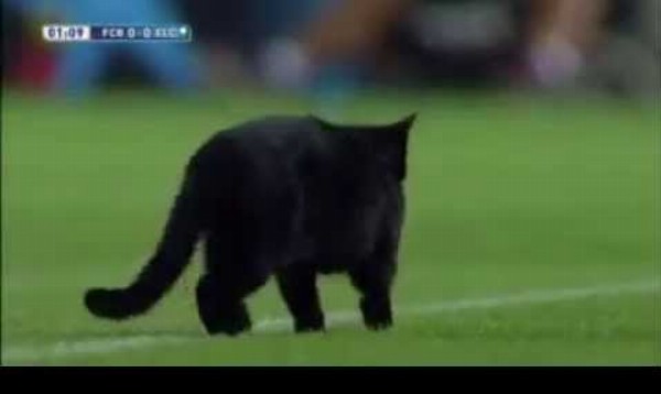 Mačka na futbalovom ihrisku