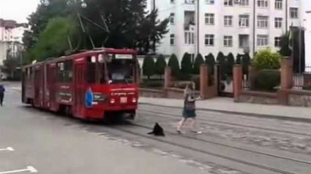 Pes na električkovej trati nechcel uhnúť