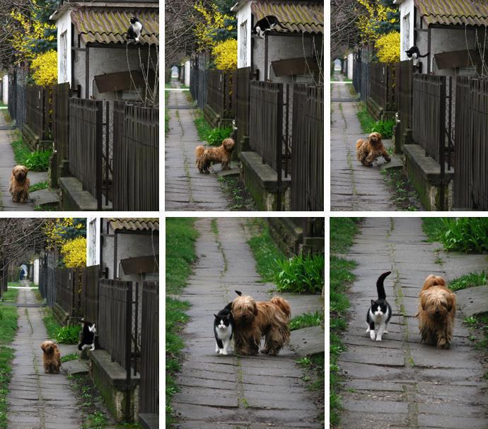 Psíček a mačička - skutočné priateľstvo