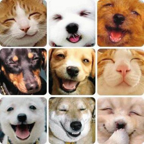 Radostné výrazy domácich zvieratiek