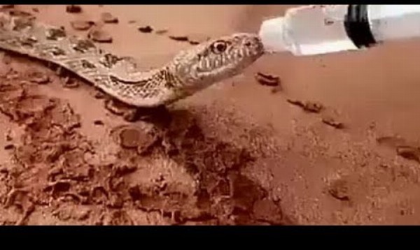 Reakcie veľmi smädných zvierat, ktoré dostali vodu