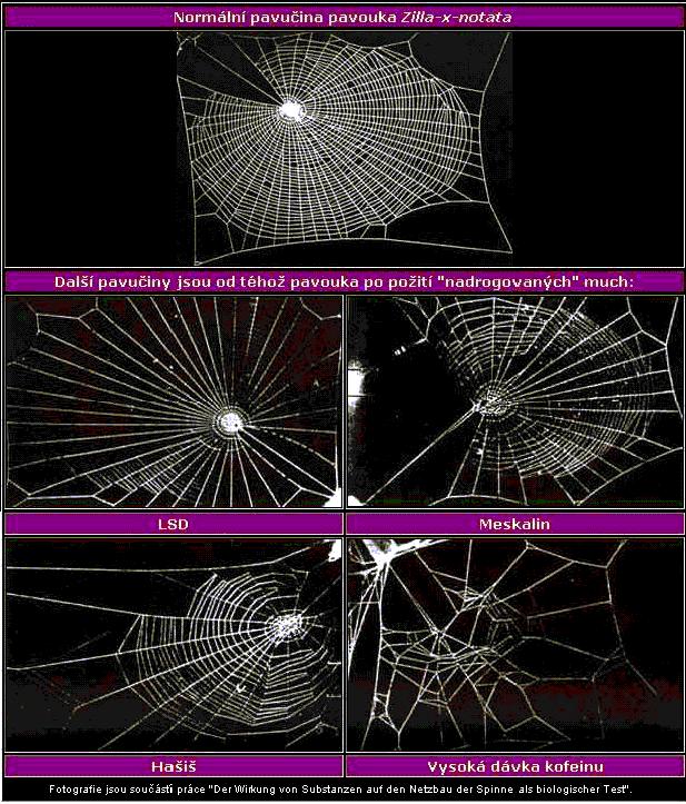 Rôzne pavučiny pavúka pod vplyvom drog