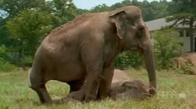 Shirley a Jenny: Stretnutie slonov po 22 rokoch
