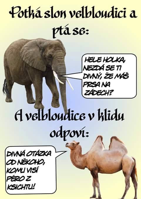Slon a ťava