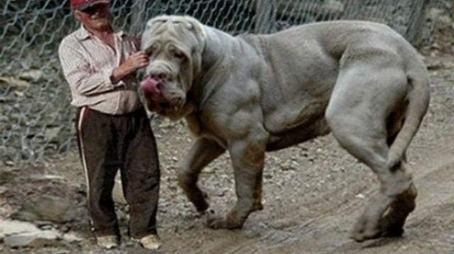TOP 10 najsilnejších psov - najväčší strážni psi sveta