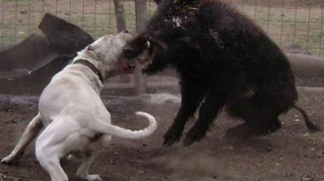 TOP 10 najsilnejších útočných psov sveta súčasnosti