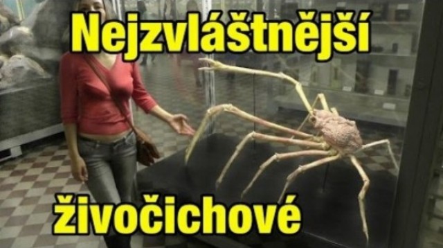 TOP 10 najzvláštnejších živočíchov