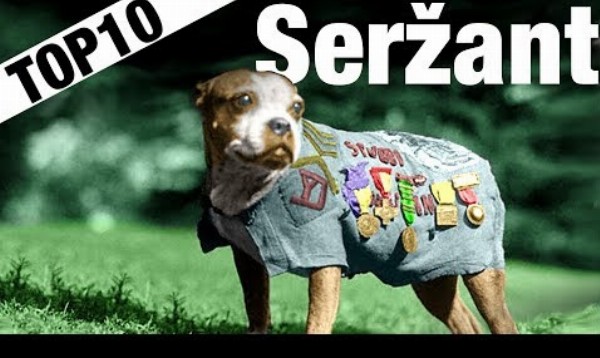 TOP 10 zvierat s vyššou vojenskou hodnosťou ako máme my