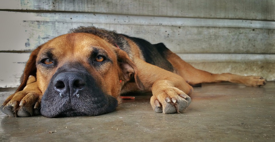 Toto si dobre prečítajte, než pôjdete utratiť svoje domáce zviera k veterinárovi