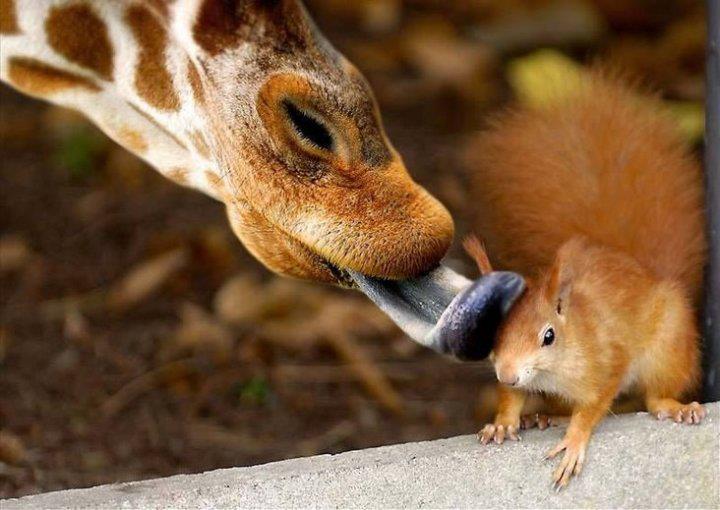 Veverička a žirafin jazyk