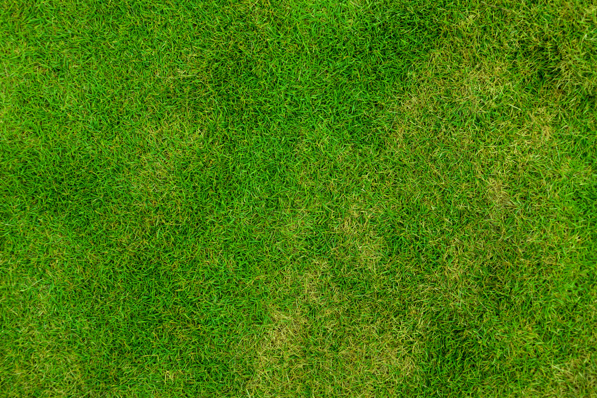 Zelená je tráva