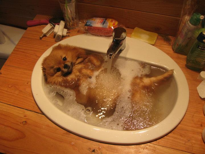 Zlatý psík v umývadle