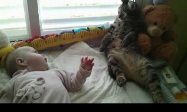 Zmätená mačka si nevie dať rady s miminkom
